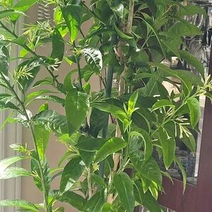 Night Blooming Jasmine Tree